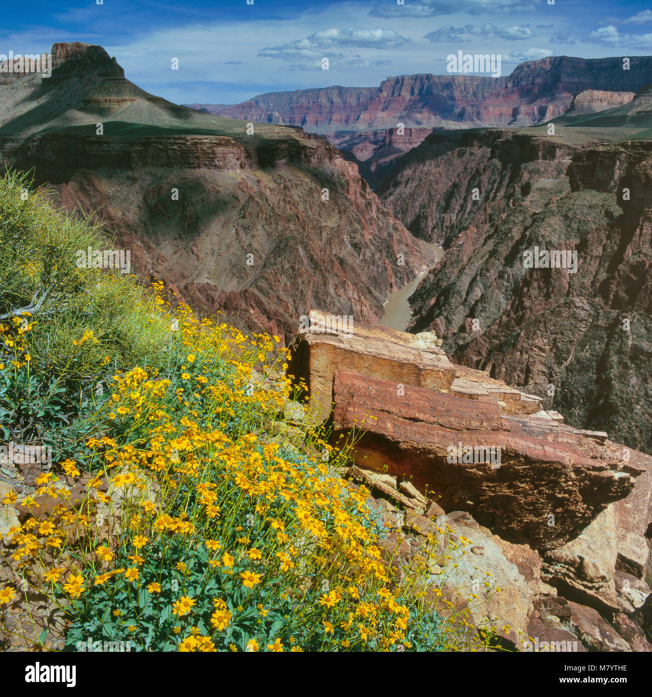 Brittlebush, Encelia farinosa, Colorado River, Tonto Trail, Grand Canyon National Park, Arizona Stockfoto