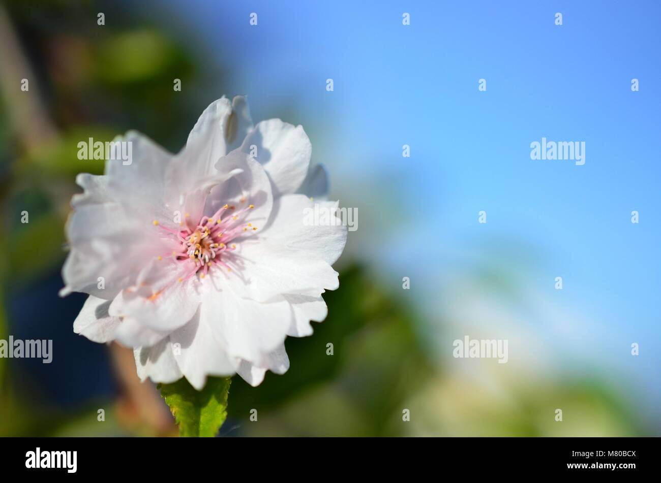 Single Rosa und Weiß Cherry Tree Blossom an einem sonnigen Sommertag mit einem unscharfen Hintergrund des blauen Himmels Stockfoto