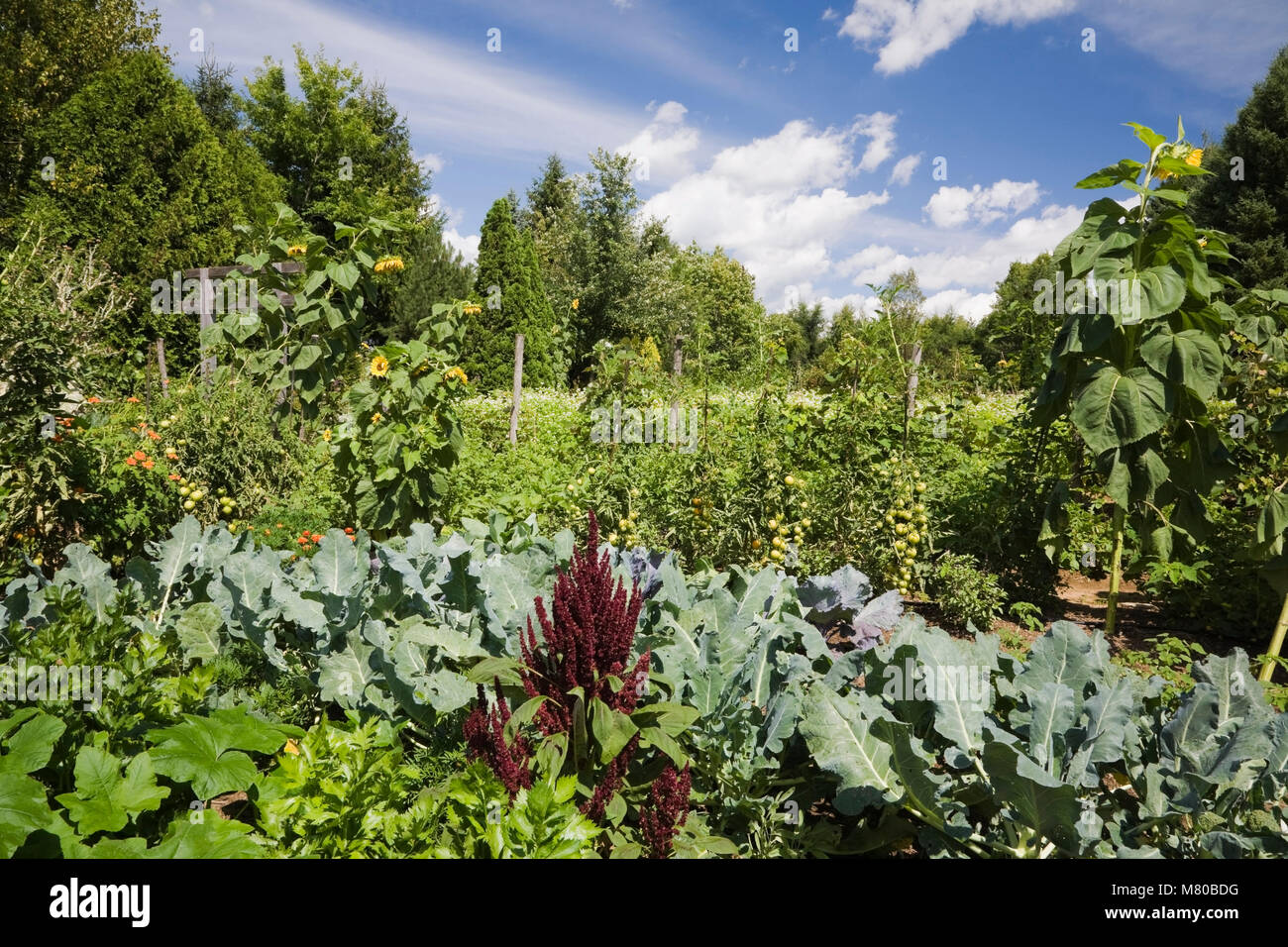 Verschiedene Pflanzen, Sträucher, Blumen und Bäume in einem angelegten  Garten im Sommer Stockfotografie - Alamy