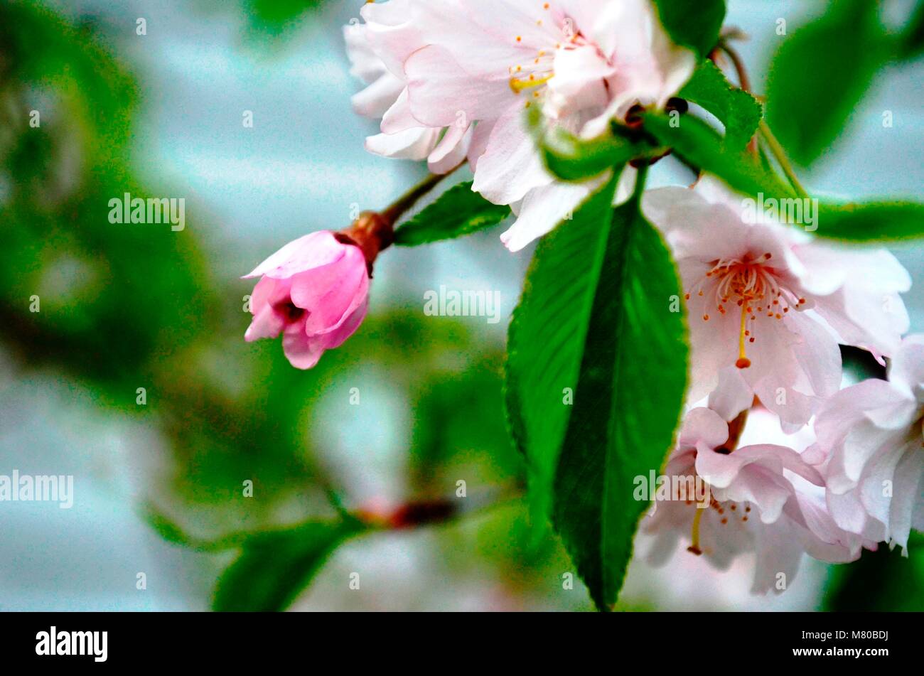 Schöne und duftende Kirschbaum Blüten auf einen hellen und sonnigen Frühling Stockfoto