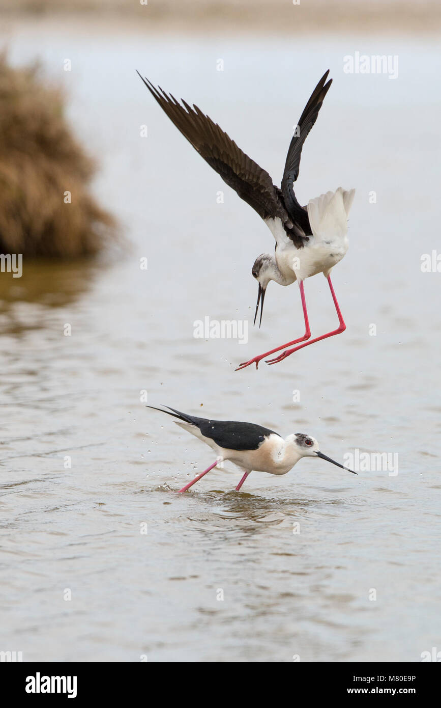 Territoriale Aktion und balz Verhalten dieser Black-winged Stelzen an der Laguna des l'Alfacada, unter Aufsicht von Monnatura Delta im Parc natu Stockfoto