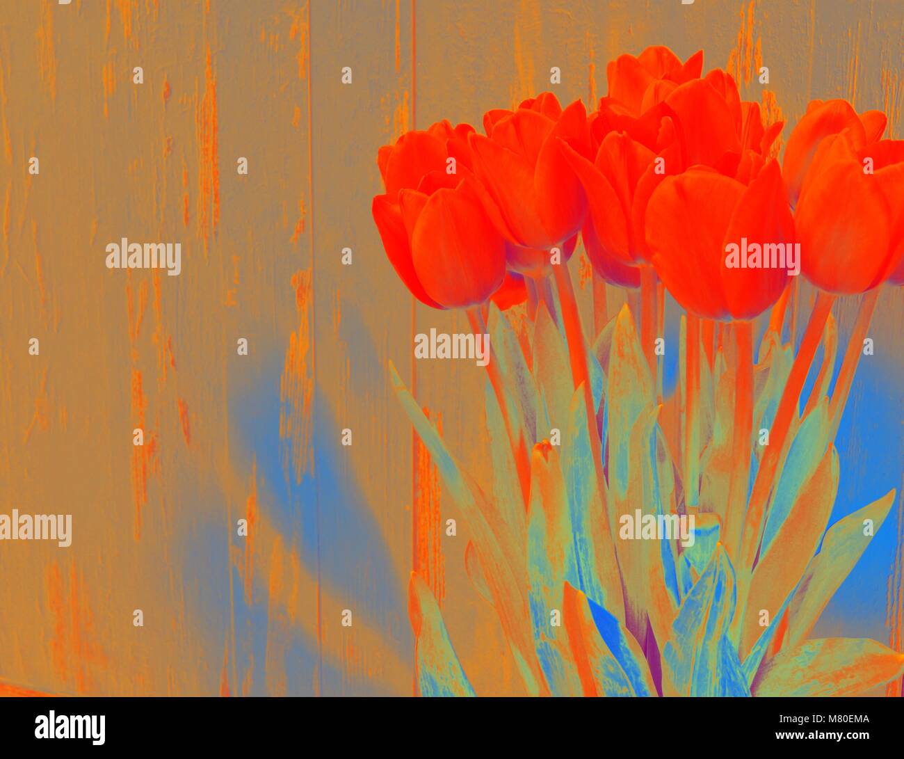 Von Tulpen Farbe distirtion Banch Stockfoto