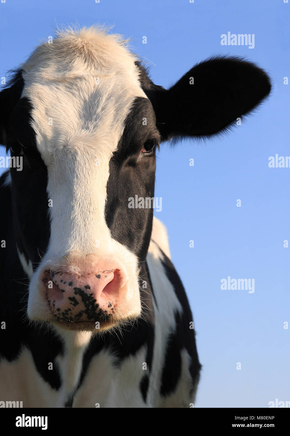 Portrait von Holstein Kuh über einen blauen Himmel Stockfoto