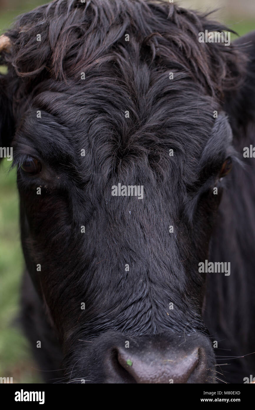 Die Waliser schwarze Vieh ist eine gefährdete Doppelnutzungsrasse - traditionell für Milch und Rindfleisch gezüchtet. Stockfoto