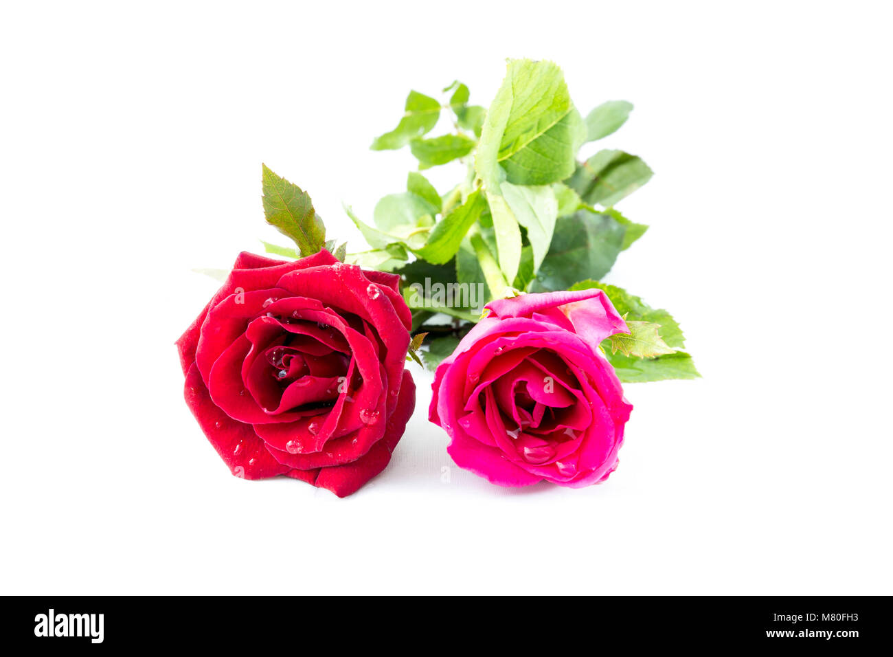 Die Rose im Konzept Wahre Liebe wird die Zeit gewinnen. Stockfoto