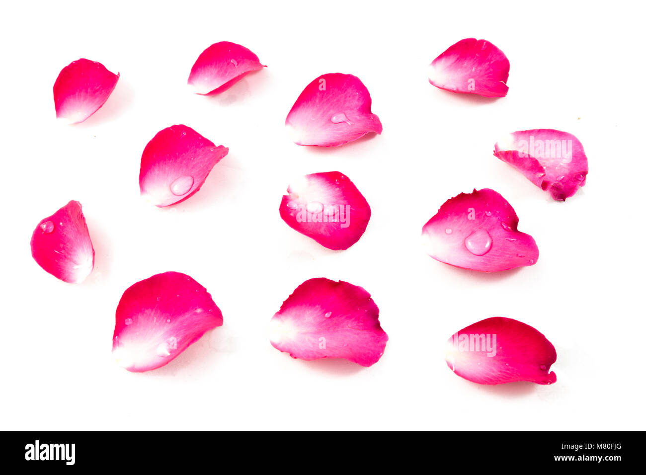 Die Rose im Konzept Wahre Liebe wird die Zeit gewinnen. Stockfoto