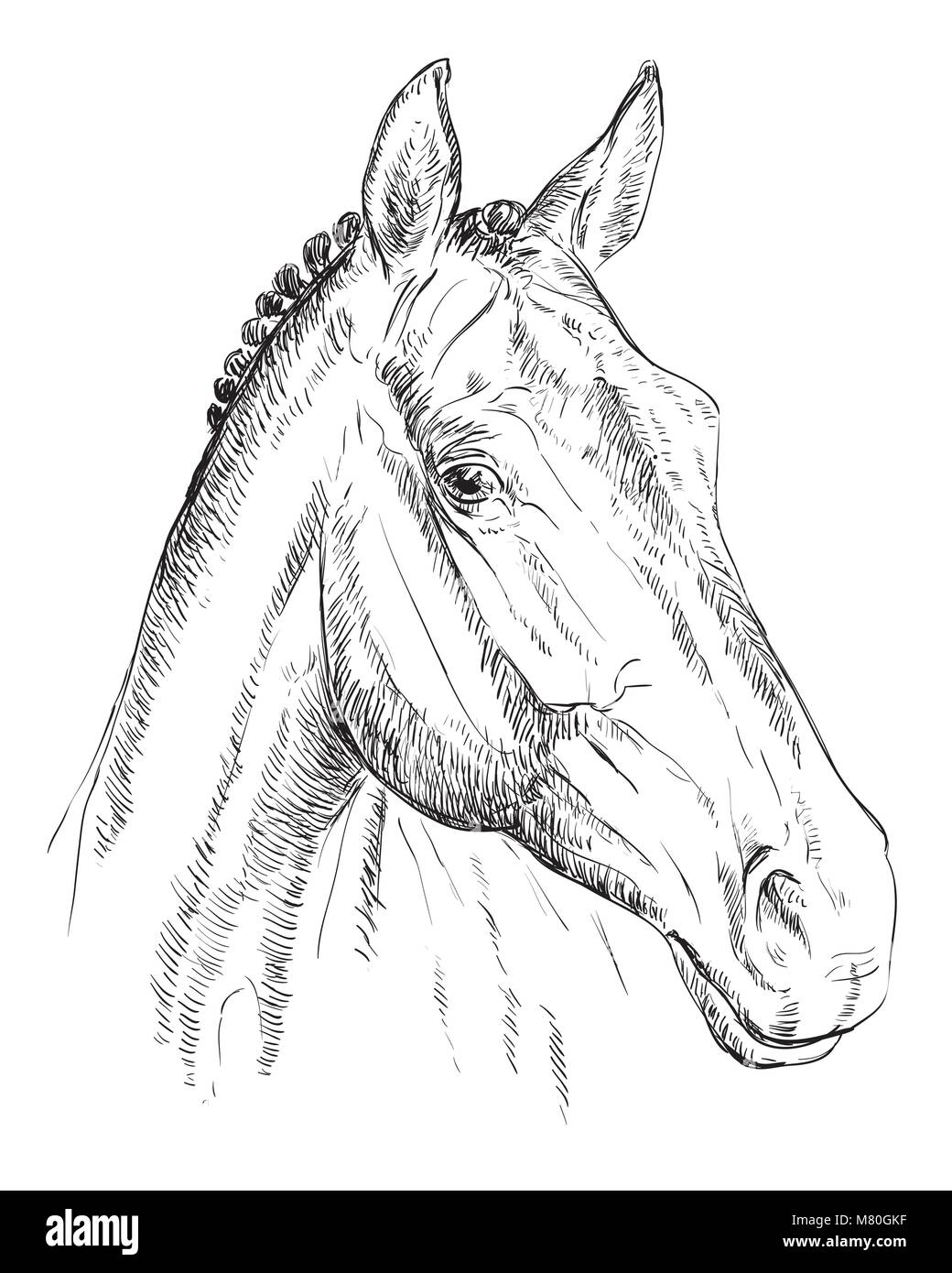 Trakehner Porträt. Pferdekopf im Profil in Schwarzweiß Farbe auf weißem Hintergrund. Vektor hand Zeichnung Abbildung Stock Vektor
