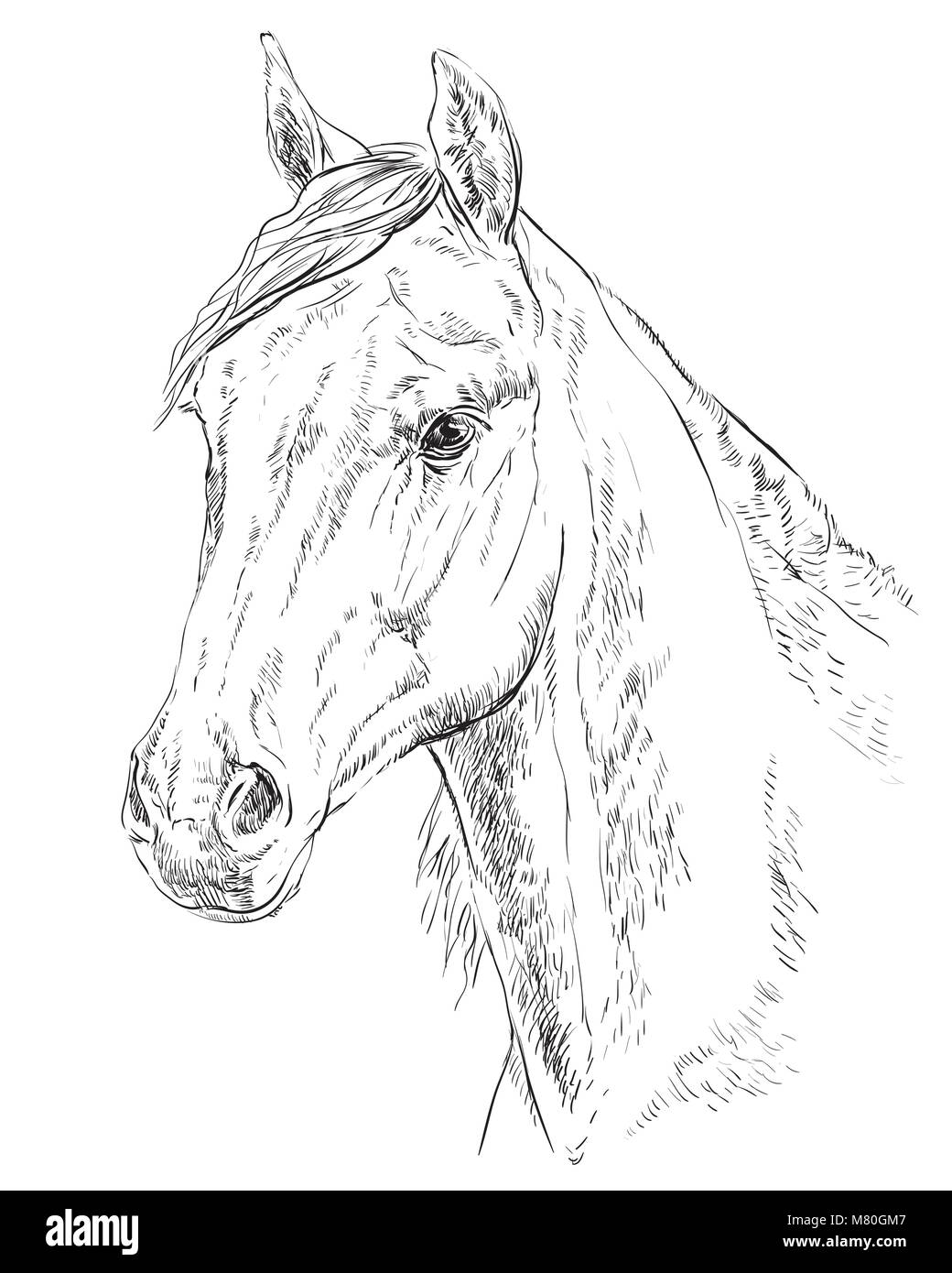 Arabian Horse Portrait. Pferdekopf im Profil in Schwarzweiß Farbe auf weißem Hintergrund. Vektor hand Zeichnung Abbildung Stock Vektor