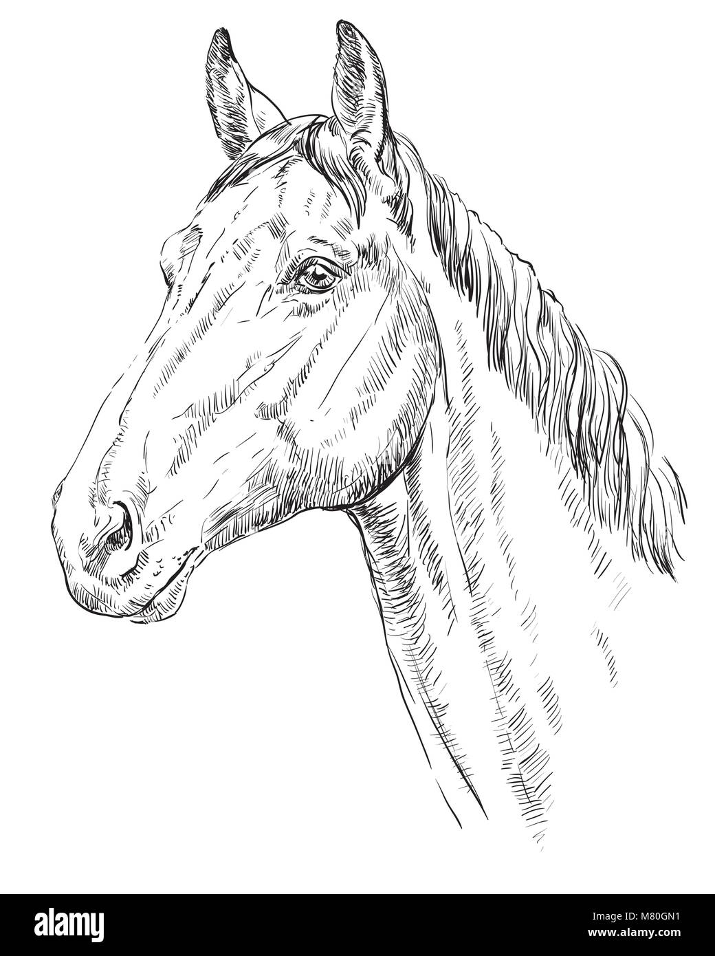 Trakehner Porträt. Pferdekopf im Profil in Schwarzweiß Farbe auf weißem Hintergrund. Vektor hand Zeichnung Abbildung Stock Vektor