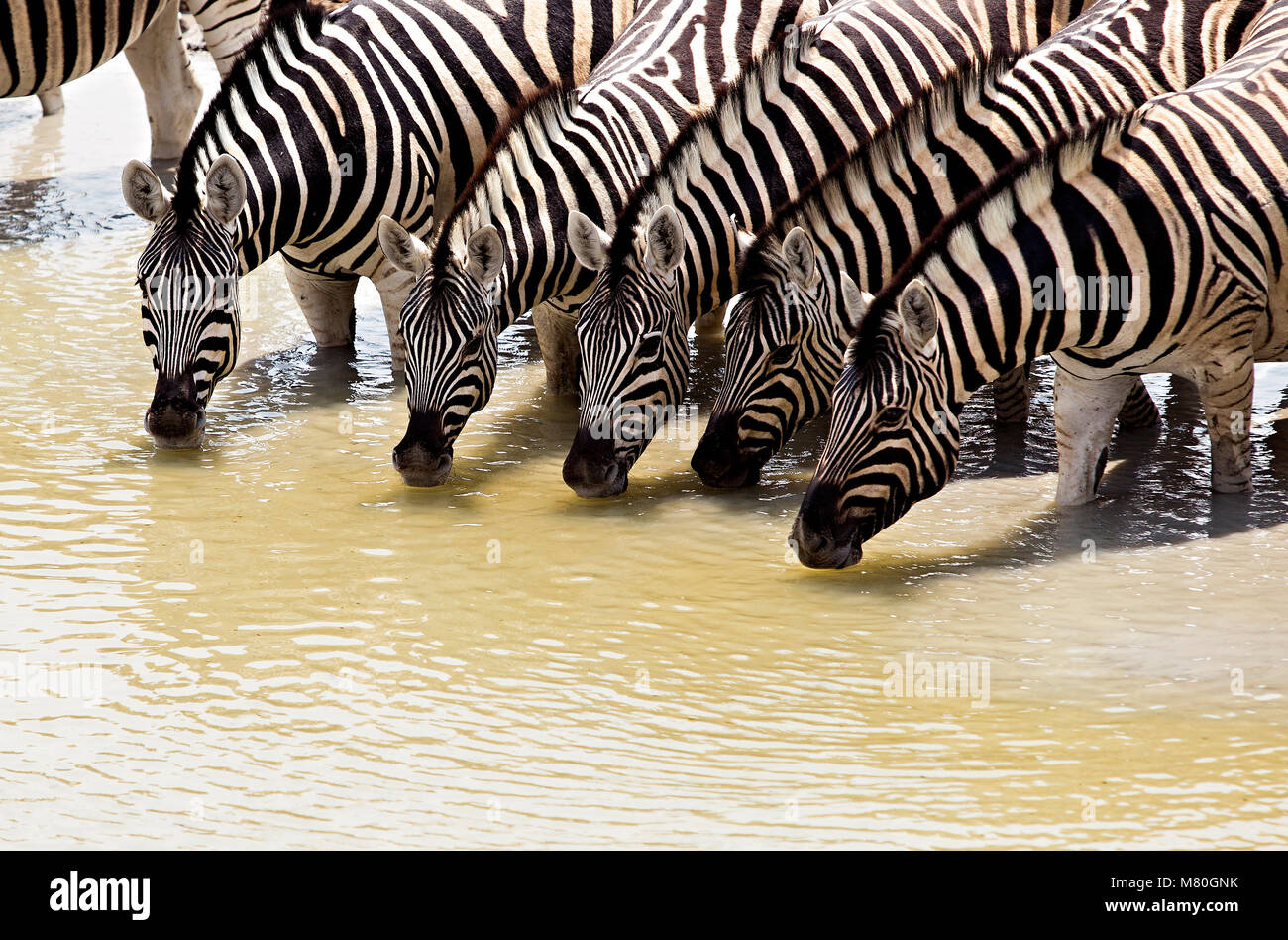 ETOSHA NP, Namibia: Tierwelt im Etosha National Park, Namibia Stockfoto