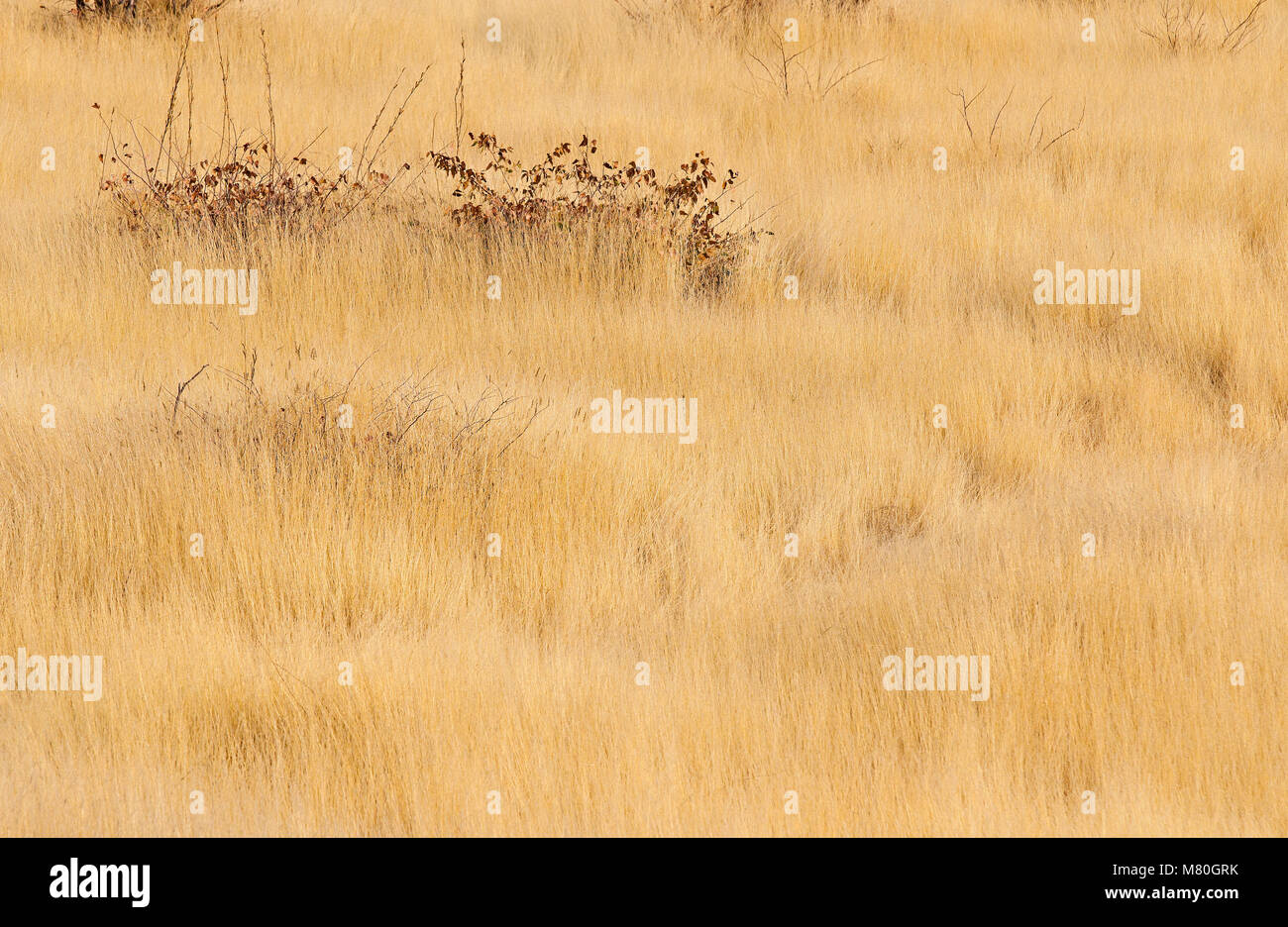 ETOSHA NP, Namibia: Tierwelt im Etosha National Park, Namibia Stockfoto