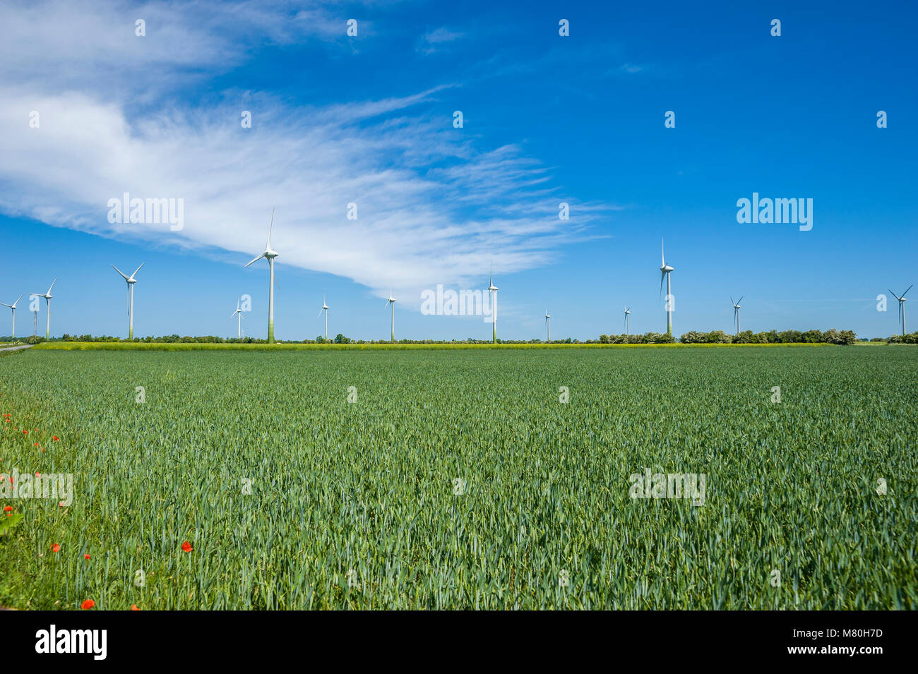 Wind Farm in der Nähe von Schönberg, Fehmarn, Ostsee, Schleswig-Holstein, Deutschland, Europa Stockfoto