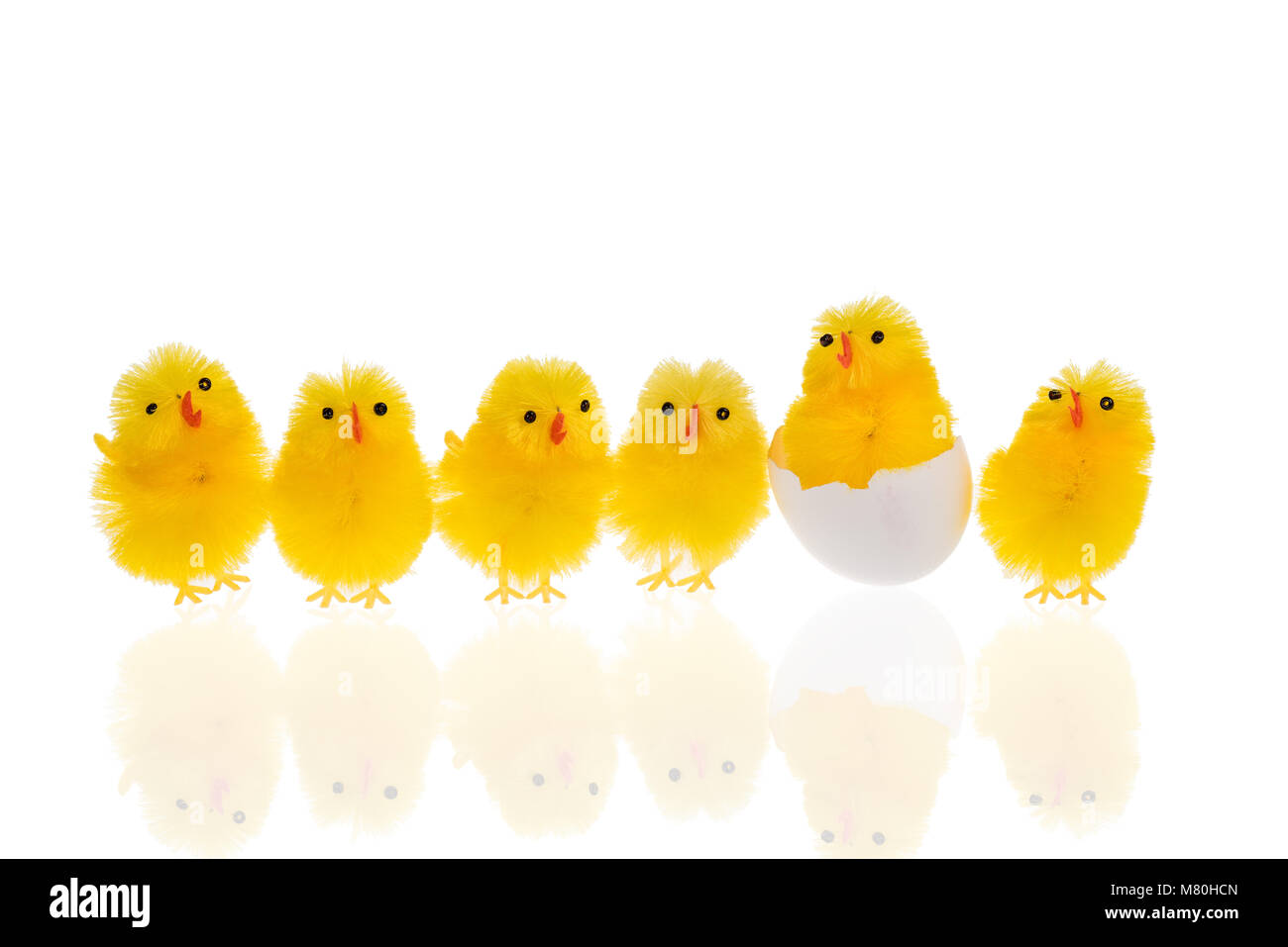 Sechs lustige kleine Gelb Ostern Hühner auf einer Reihe. Man ist noch in der Eihülle. Die Hühner sind auf weißem Hintergrund mit Kopie Raum isoliert. Stockfoto