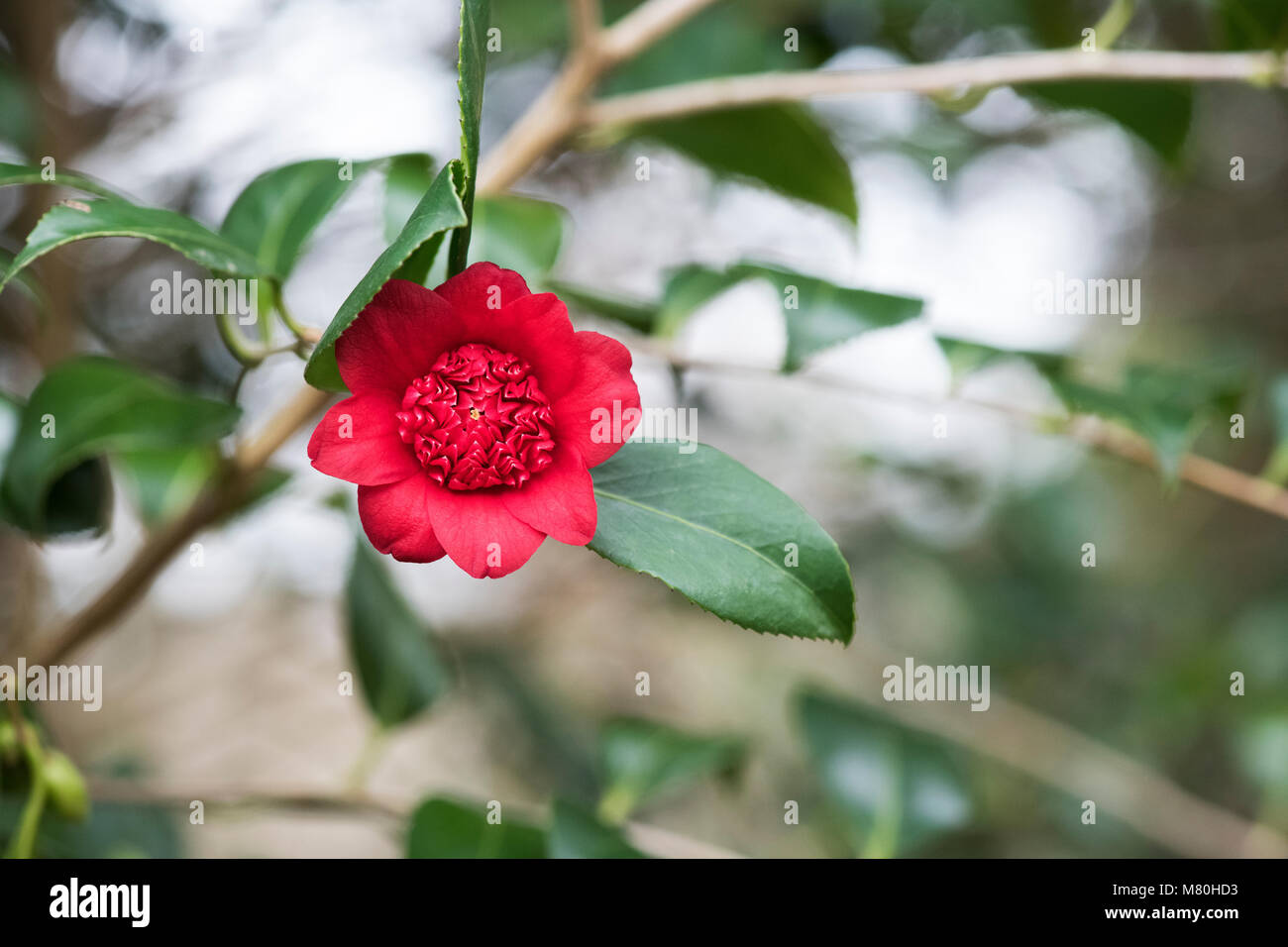 Camellia japonica 'Bob's tinsie 'Blumen im März. Helles Rot, Anemone - Formular doppelte Blüten. Großbritannien Stockfoto