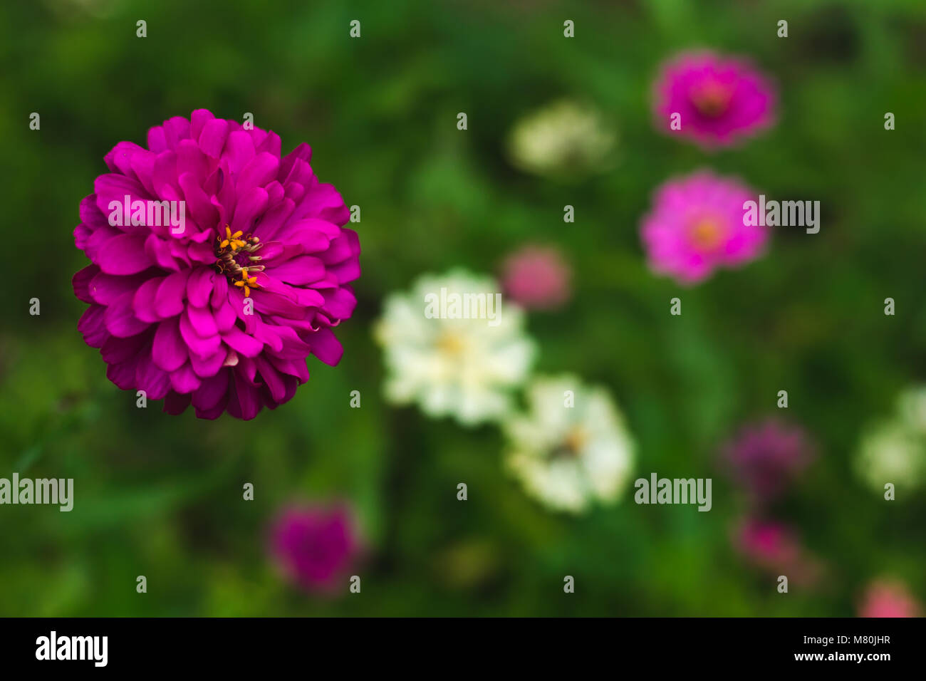 Hot Pink Daisy Feld Hintergrund | Garten im Freien Stockfoto