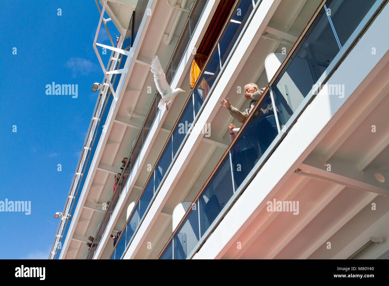 Mann feeding Seagull vom Balkon eines Kreuzfahrtschiffes. Stockfoto