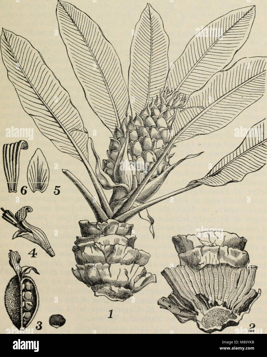 Bulletin sonstige Informationen (1906) (20509592725) Stockfoto