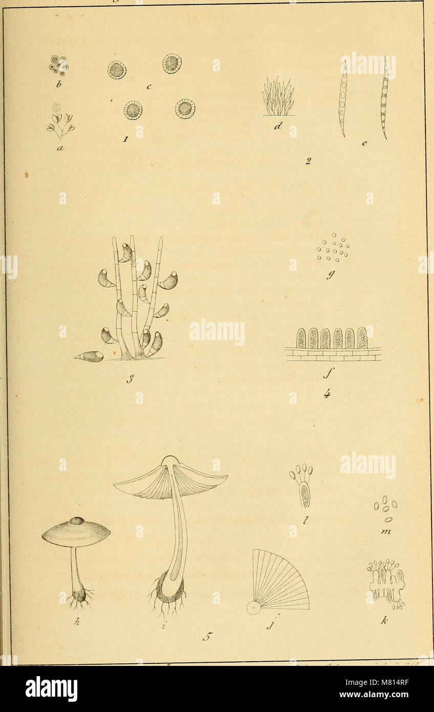 Dieses Bulletin von 1861 der Königlichen Akademie der Wissenschaften, Briefe und Schönen Künste Belgiens präsentiert eine Zusammenstellung von wissenschaftlichen Arbeiten, historischen Diskussionen und kulturellen Studien, die von den Mitgliedern der Akademie durchgeführt wurden. Stockfoto