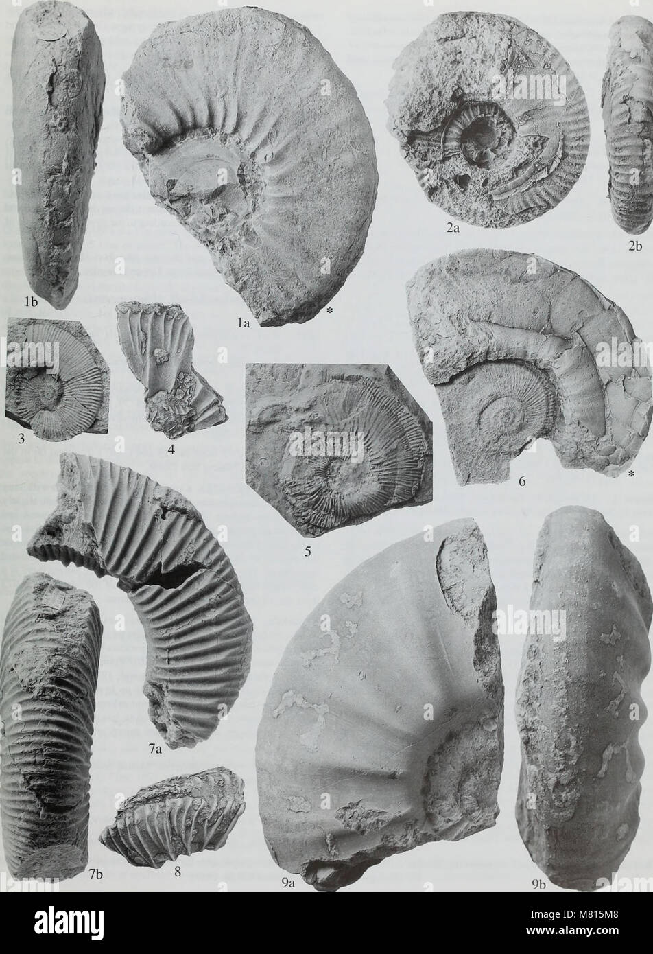 Bulletin der natürlichen Histort Museum. Geologie der Serie (1998) (19873332013) Stockfoto
