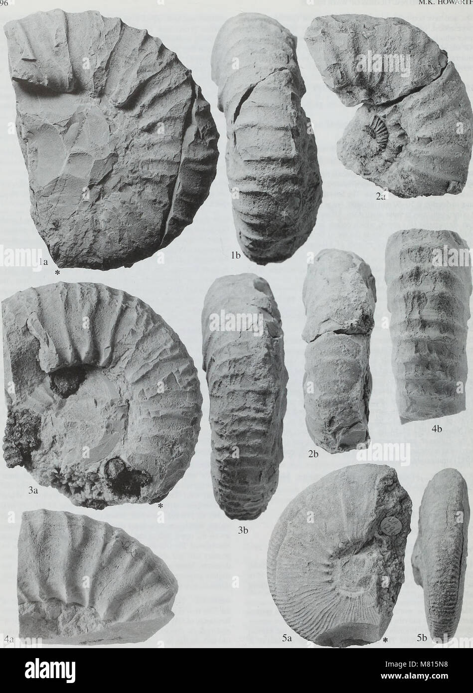 Bulletin der natürlichen Histort Museum. Geologie der Serie (1998) (20494283575) Stockfoto