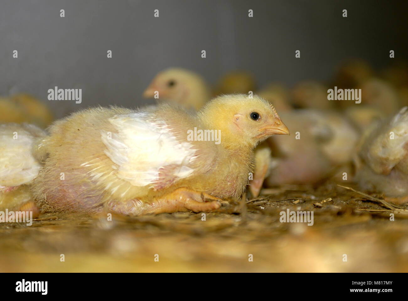 Broiler stabil 14. Stockfoto