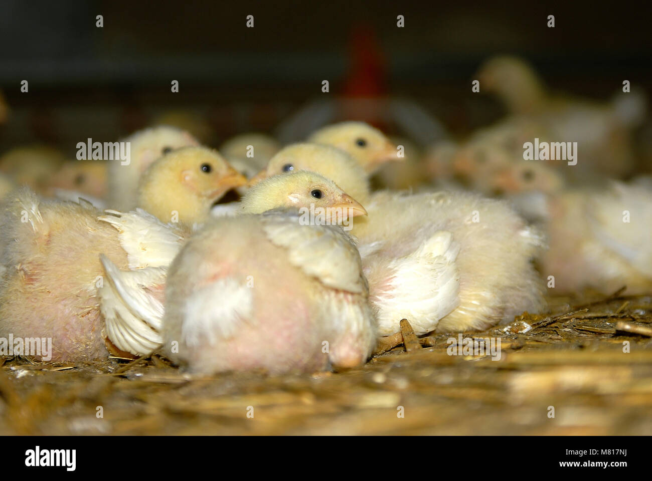 Broiler stabil 8. Stockfoto