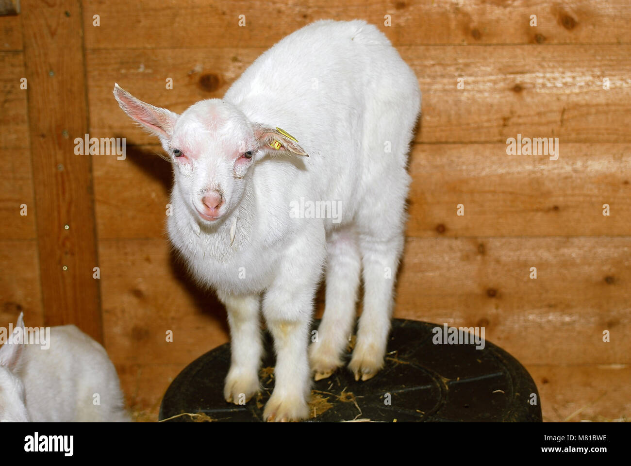 Zicklein Ziege 18. Stockfoto