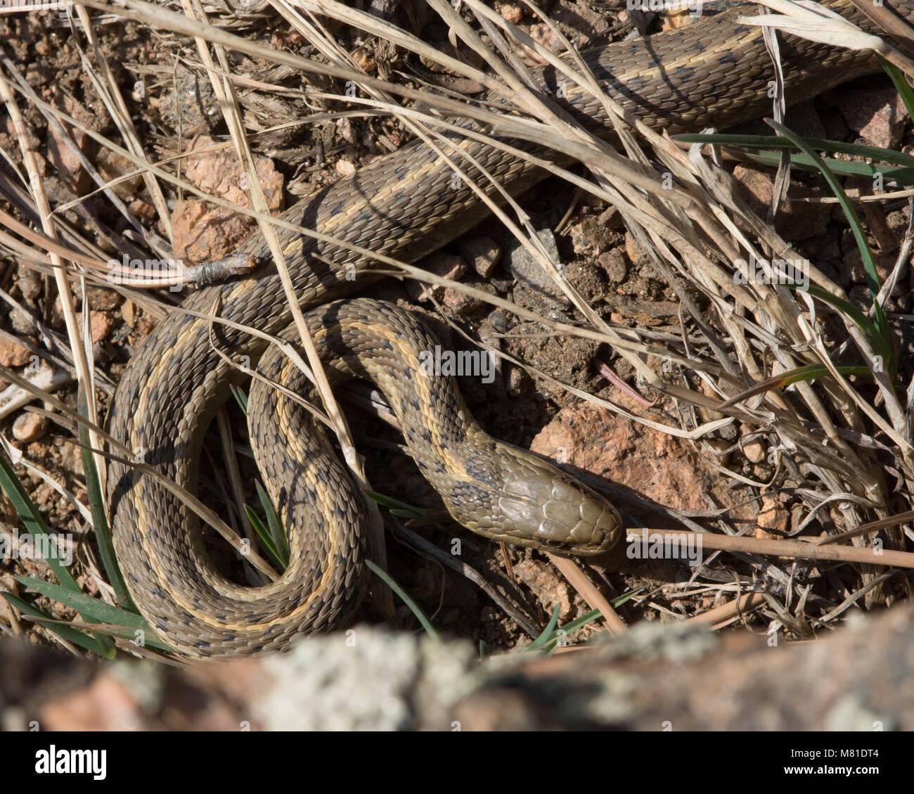 Eine wandernde Gartersnake (Thamnophis elegans vagrans) außerhalb der Winter den im Jefferson County, Colorado, USA, Aalen. Stockfoto