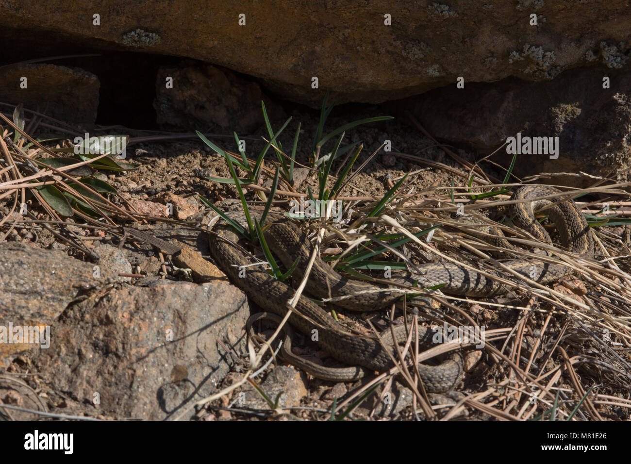 Eine wandernde Gartersnake (Thamnophis elegans vagrans) außerhalb der Winter den im Jefferson County, Colorado, USA, Aalen. Stockfoto