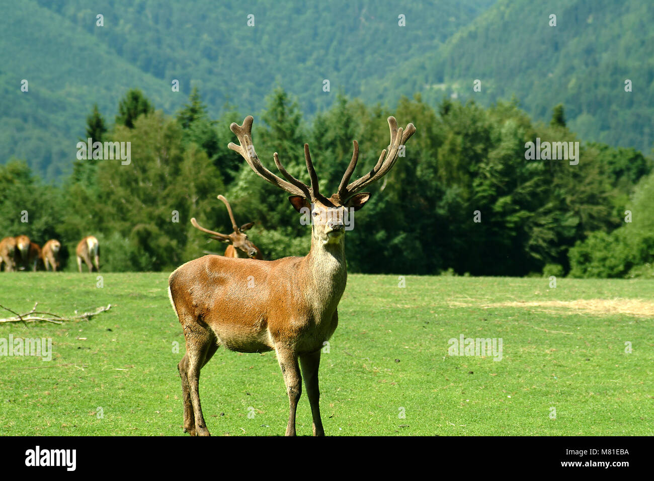 Red Deer stag 3 Stockfoto