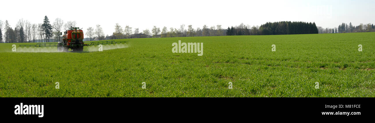 Spray Gerste Stockfoto