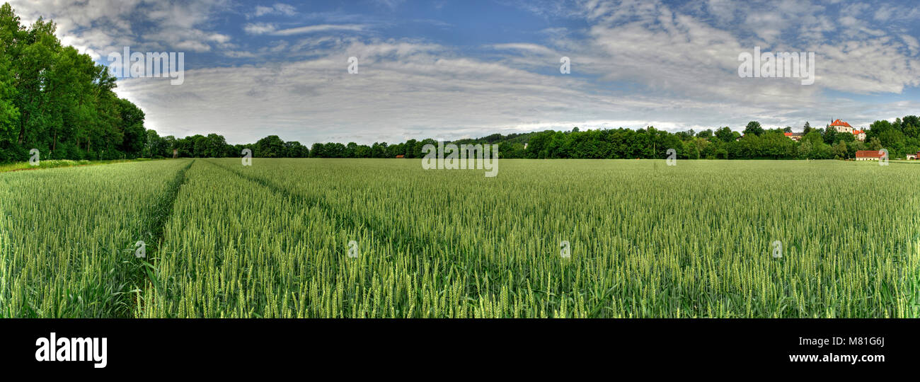 Weizen Panorama 6. Stockfoto