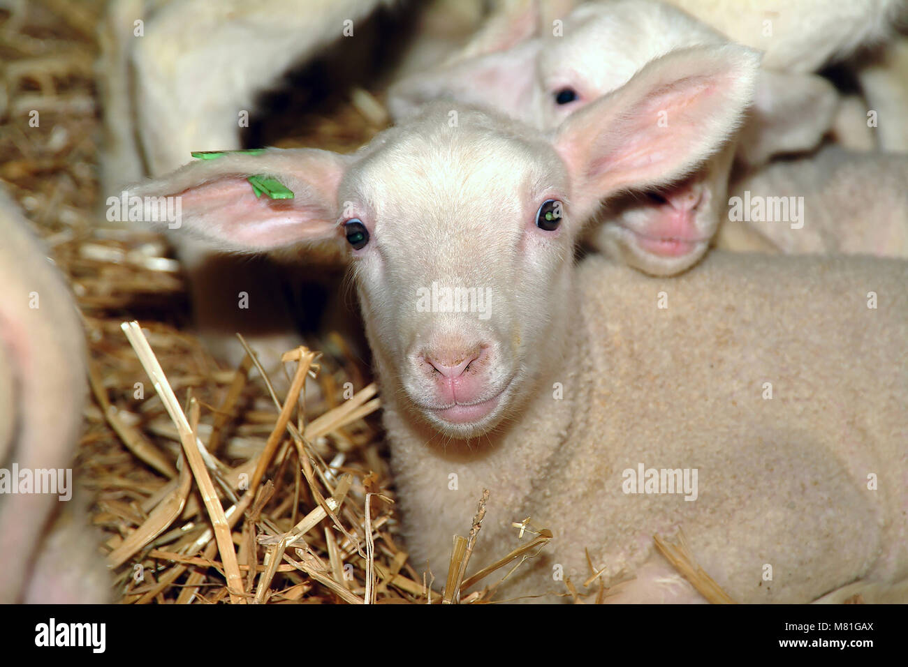 Junge Lämmer 28. Stockfoto