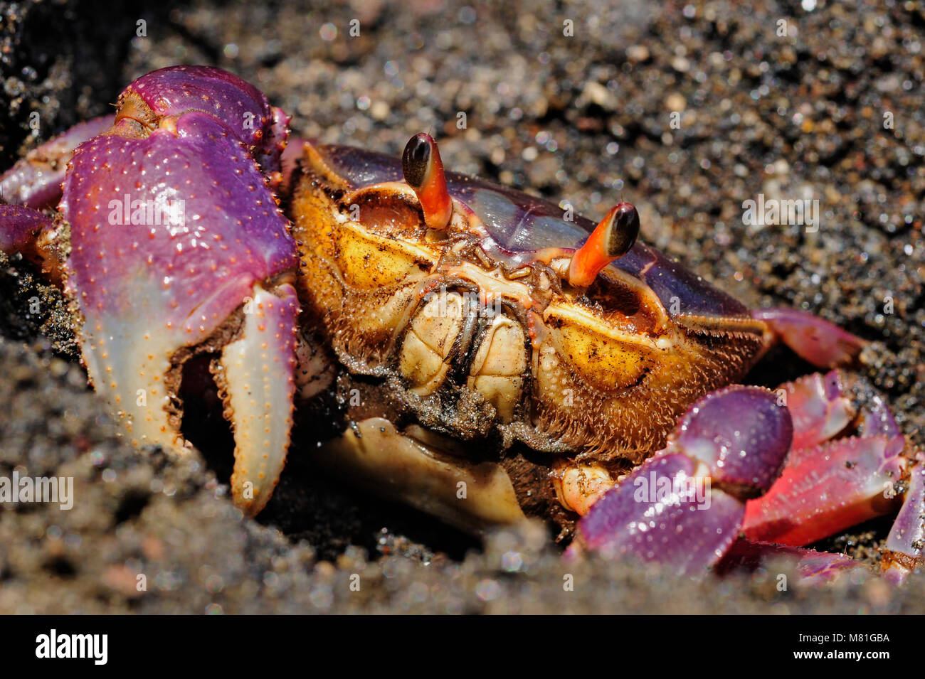 Das bunte Land crab Gecarcinus quadratus, auch als Halloween Krabbe bekannt, macht seinen Weg entlang Paloma Beach in Costa Rica. Stockfoto