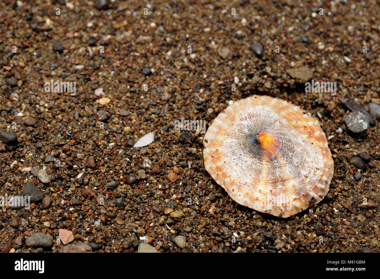 Eine Muschel liegt am Playa Panama in die Bucht von Papagayo, Costa Rica. Stockfoto