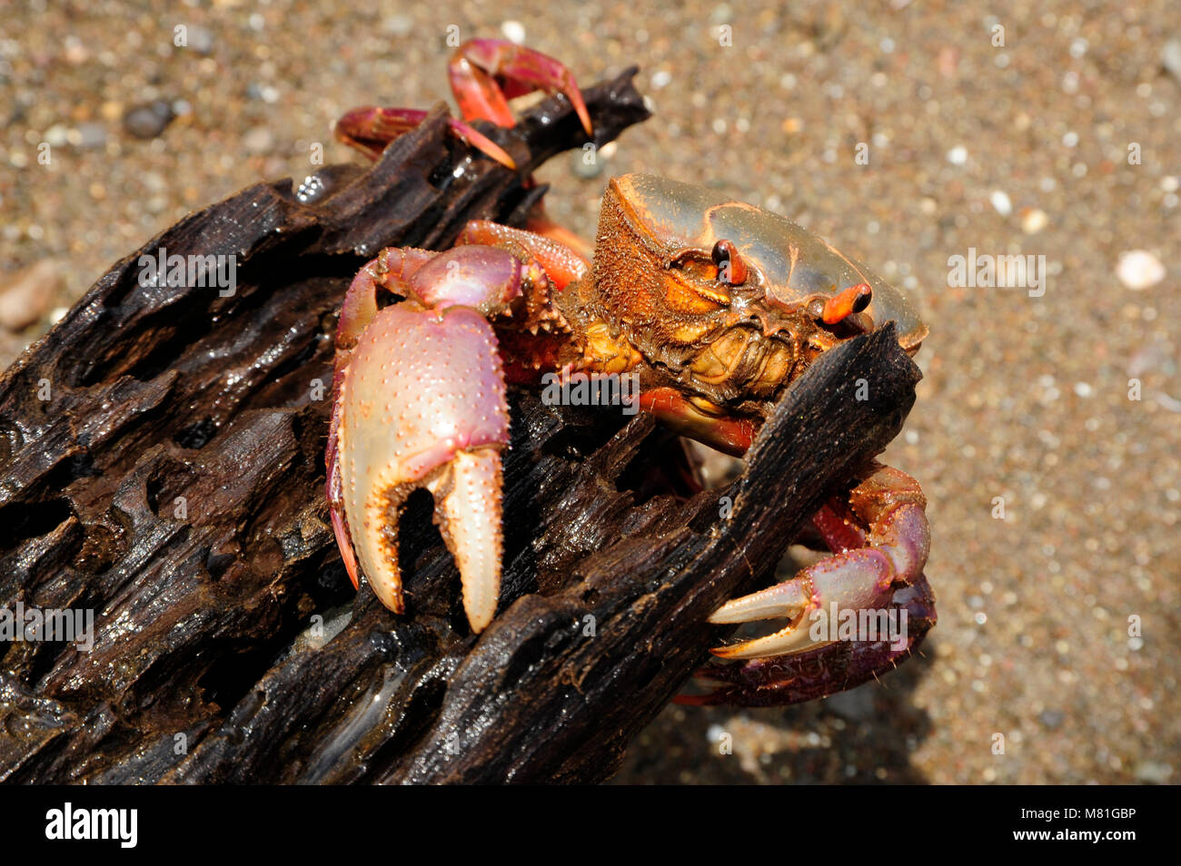 Das bunte Land crab Gecarcinus quadratus, auch als Halloween Krabbe bekannt, macht seinen Weg entlang Paloma Beach in Costa Rica. Stockfoto