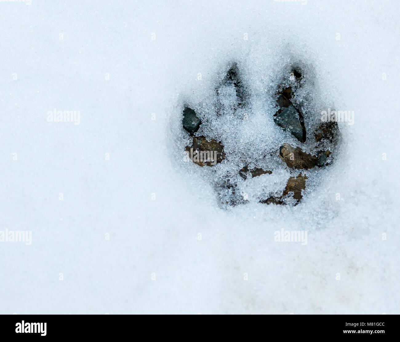 Pfotenabdruck in den verschneiten Wald, Felsen und Schmutz Stockfoto