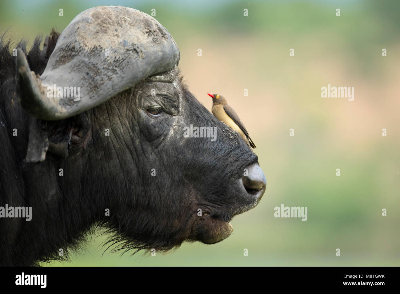 Ein Büffel ruht in der Chobe National Park, Botswana. Stockfoto