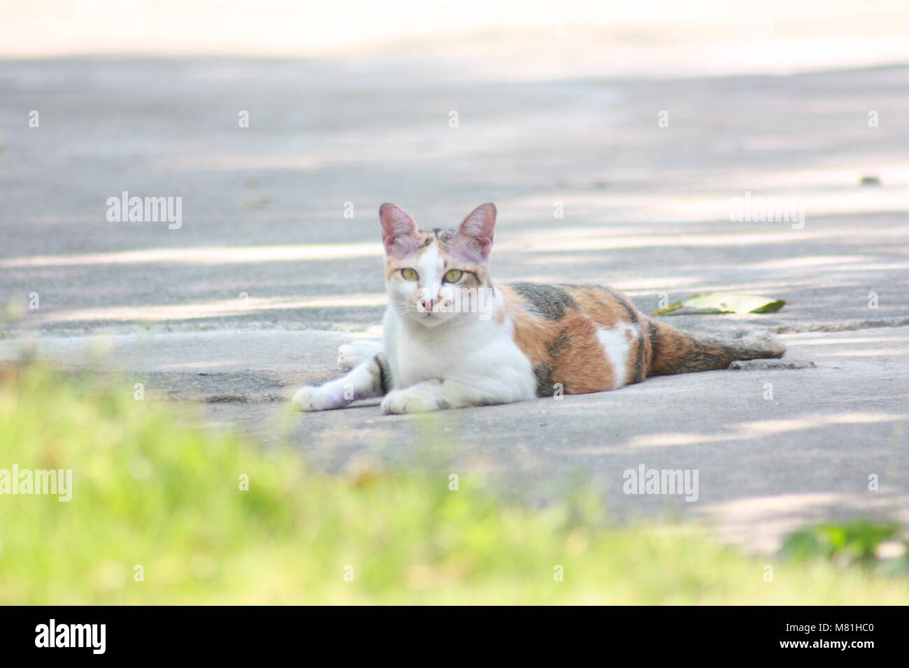 Asiatische Katzen mit schönen Augen, leuchtende grüne Augen, ausgezeichnete Rasse Stockfoto