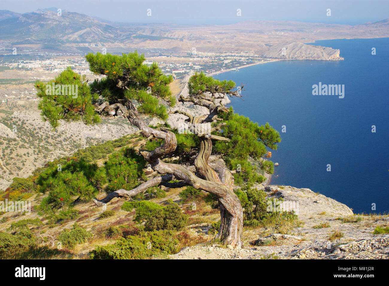 Twisted Pine Tree gegen Krim-Landschaft Stockfoto