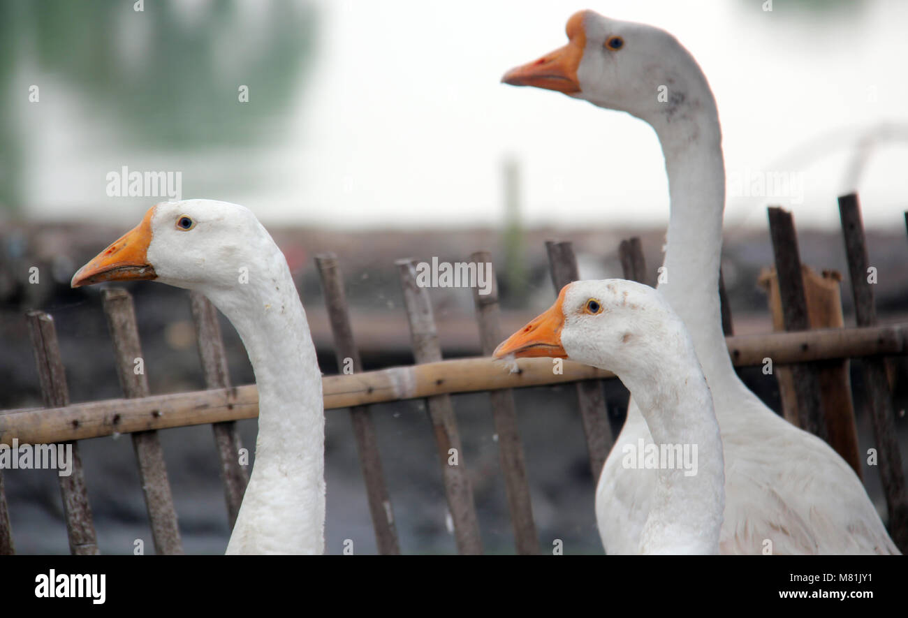 Schwan am See am Morgen. Stockfoto