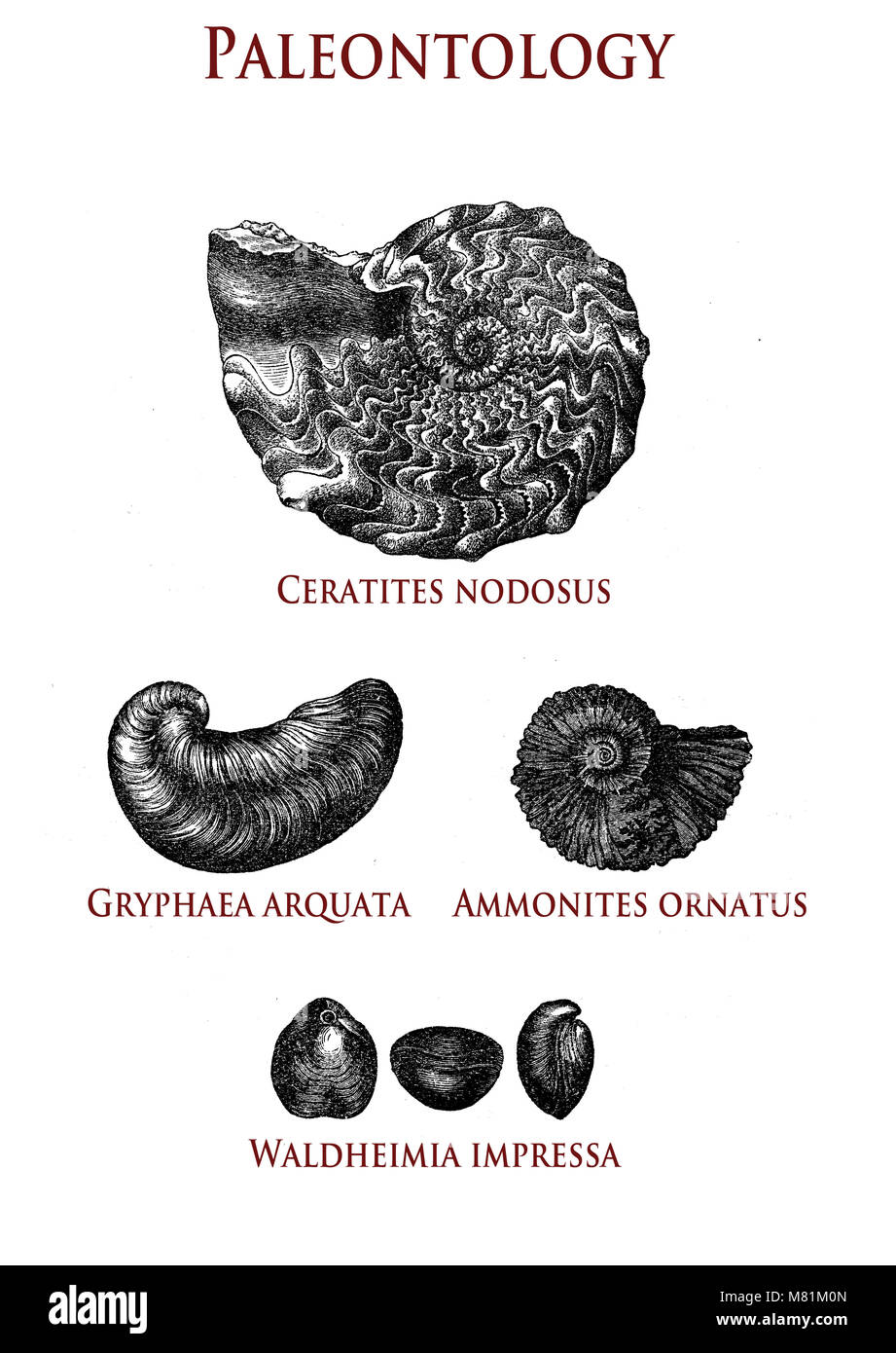 Vintage Paläontologie Abbildung: Versteinerte Muscheln: ceratiten Nodosus, gryphaea Arquata, Ammoniten ornatus und waldheimia Impressa Stockfoto