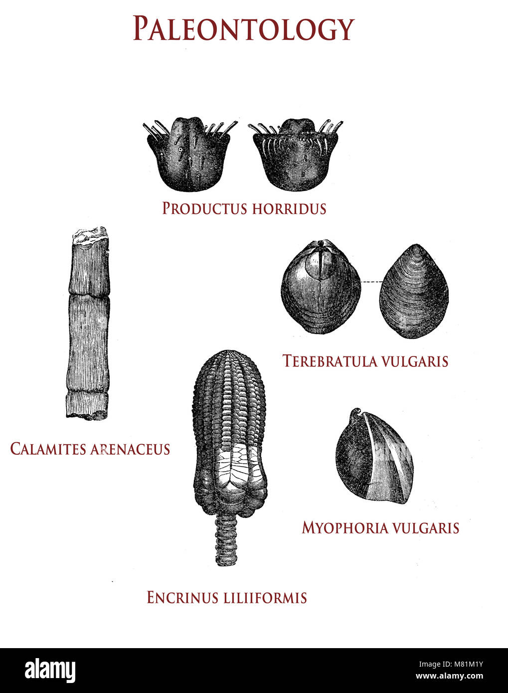 Vintage Abbildung: Paläontologie versteinerte Pflanzen und Muscheln: Productus horridus, calamites Arenaceus, terebratula vulgaris, myophoria vulgaris und encrinus liliiformis Stockfoto