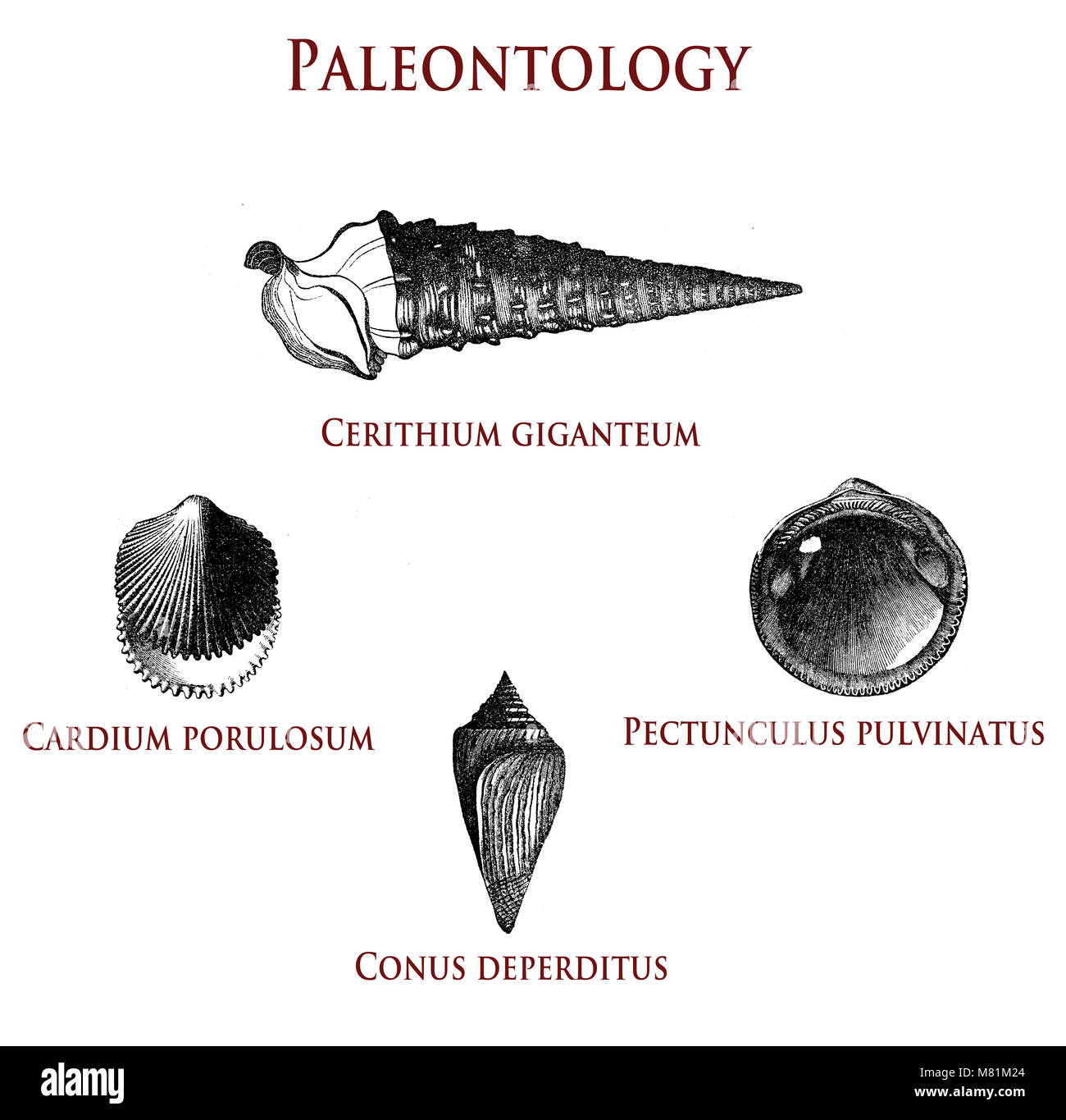 Vintage Paläontologie Abbildung: Versteinerte Muscheln: cerithium giganteum, cardium porulosum, conus deperditus und pectunculus pulvinatus Stockfoto