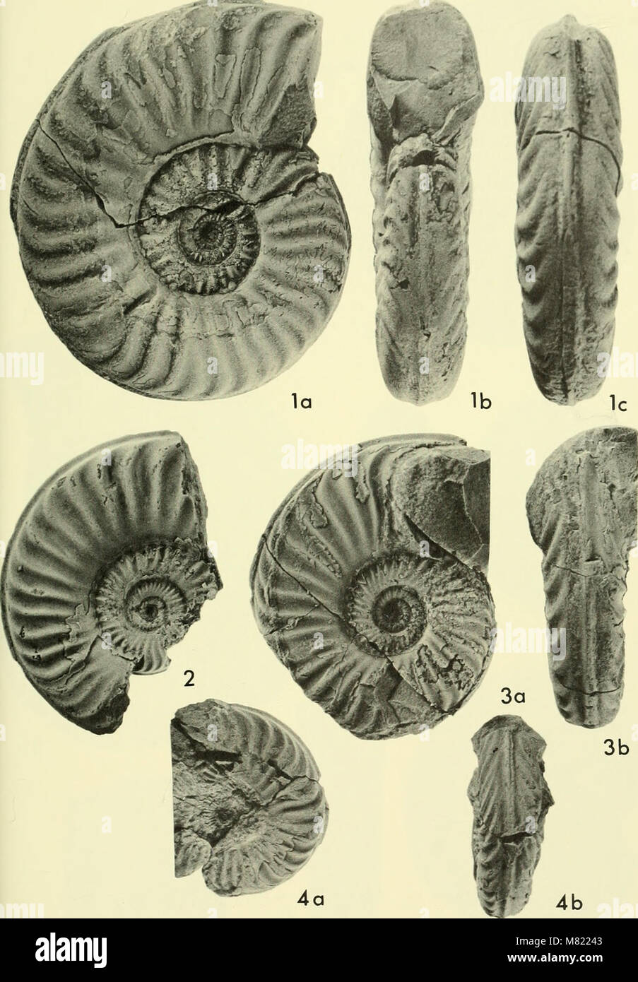 Diese Bulletins aus dem Jahr 1969-1970 decken verschiedene paläontologische Funde ab und konzentrieren sich auf Fossilienbestände, Artenklassifizierung und Evolutionsstudien in Nordamerika. Stockfoto
