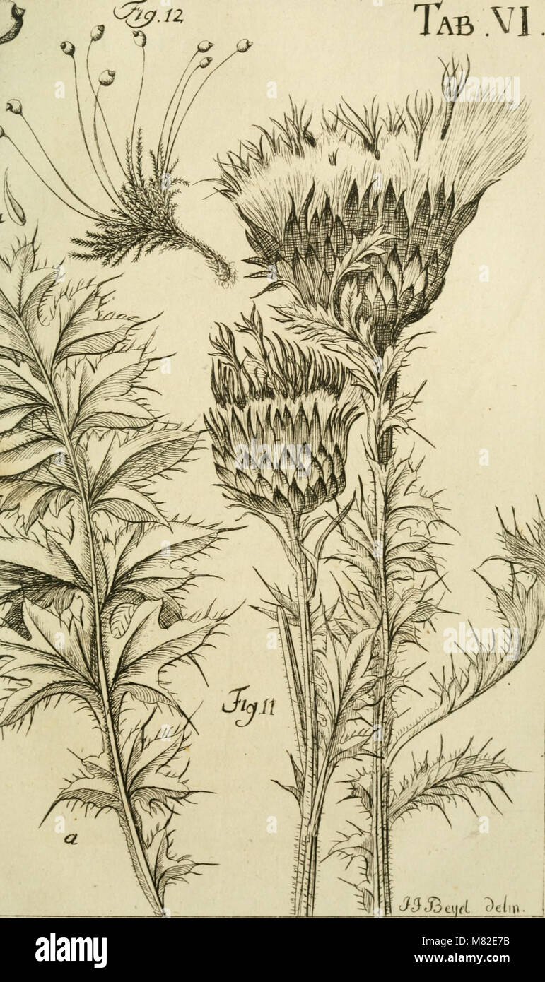 Caroli Ludovici Willdenow Florae Berolinensis prodromus - secundum systema Linneanum ab Illustr. viro ac-eq. C.P. Thunbergio emendatum conscriptus (1787) (14586638209) Stockfoto