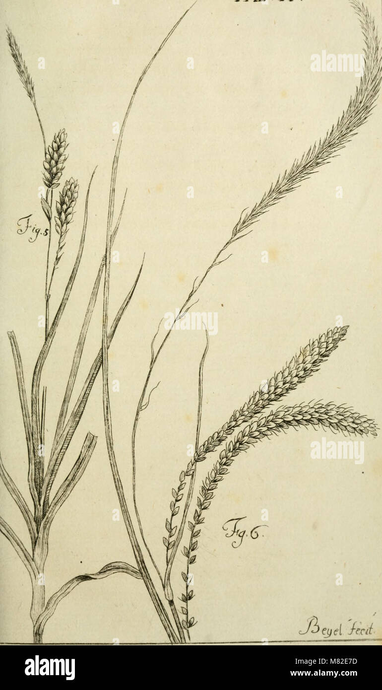 Caroli Ludovici Willdenow Florae Berolinensis prodromus - secundum systema Linneanum ab Illustr. viro ac-eq. C.P. Thunbergio emendatum conscriptus (1787) (14586807447) Stockfoto