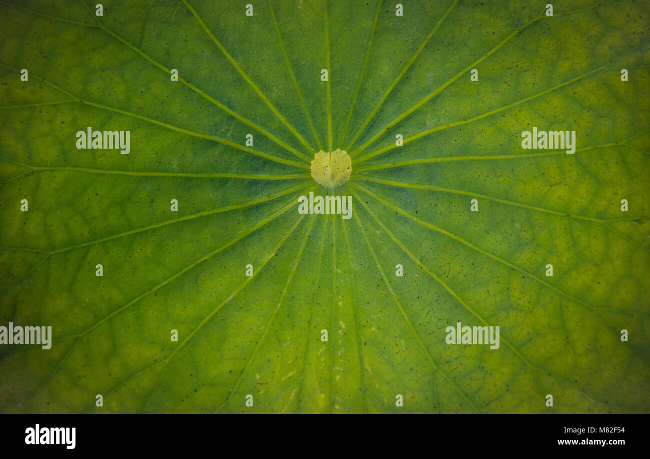 Lotusblatt Nahaufnahme Textur für Hintergrund Stockfoto