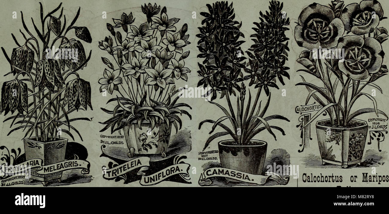 Childs' fallen Katalog von Blumenzwiebeln und Pflanzen, Bloom (1903) (20417486698) Stockfoto