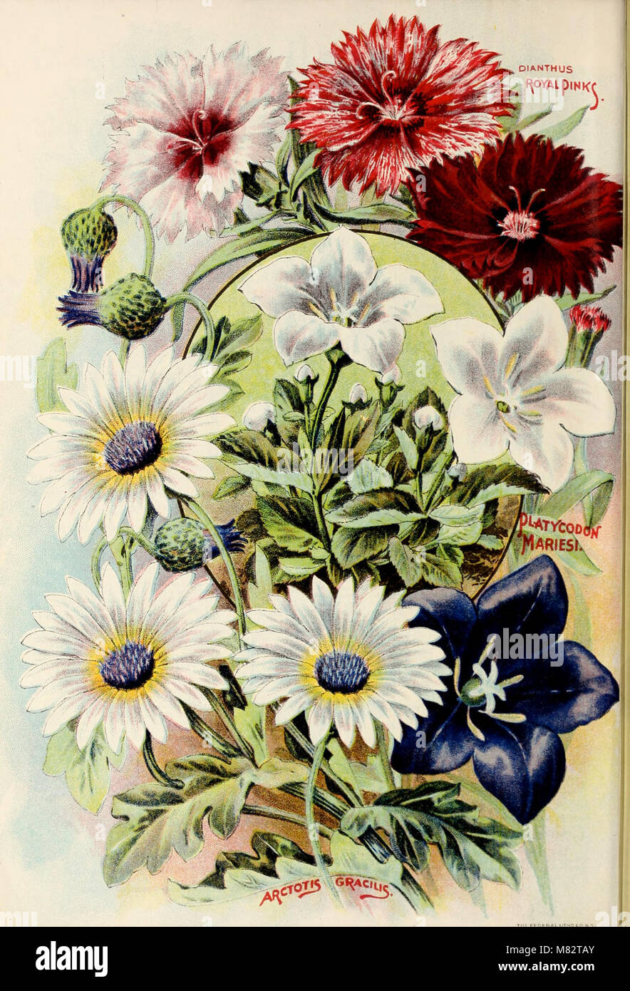 Childs' seltene Blumen, Obst und Gemüse (1902) (20606274795) Stockfoto